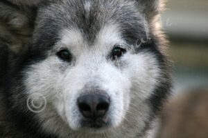 Malamute2573