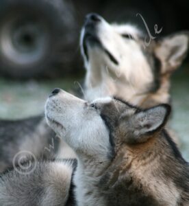 Malamute2597