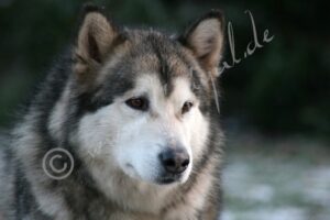 Malamute2677