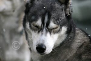 Siberian2105
