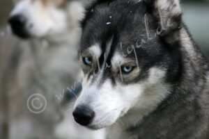 Siberian2106