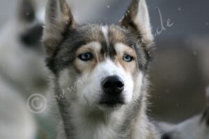 Siberian2113
