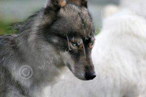 Siberian2115