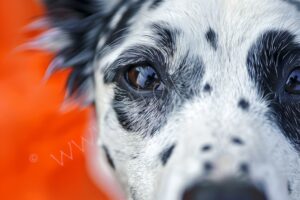 Aufmerksam und liebevoll hund, dog, rüde, male, female, hündin, jagdhund, she-dog, "male dog", spürhund, hundeblick, hundeaugen, kopf, nah